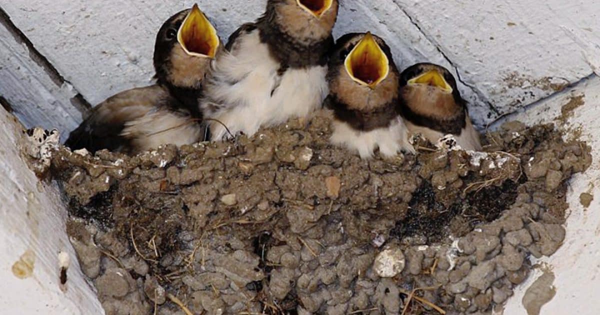 Quand les hirondelles font leur nid chez vous : simple hasard ou message caché ?