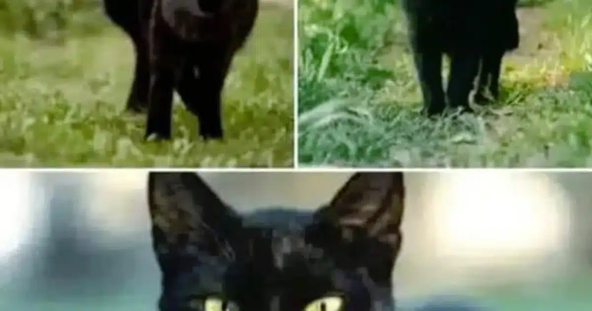Que signifie croiser un chat noir ?