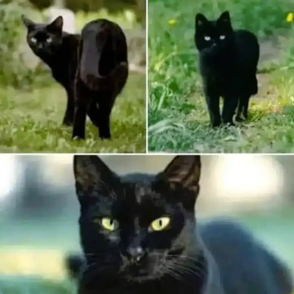 Que signifie croiser un chat noir ?