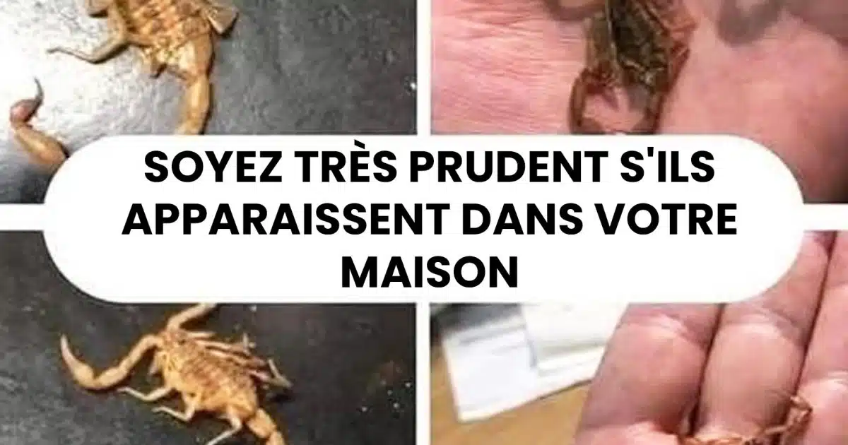 Que signifie la présence de scorpions dans votre maison ? Leur symbolique et leur énergie expliquées