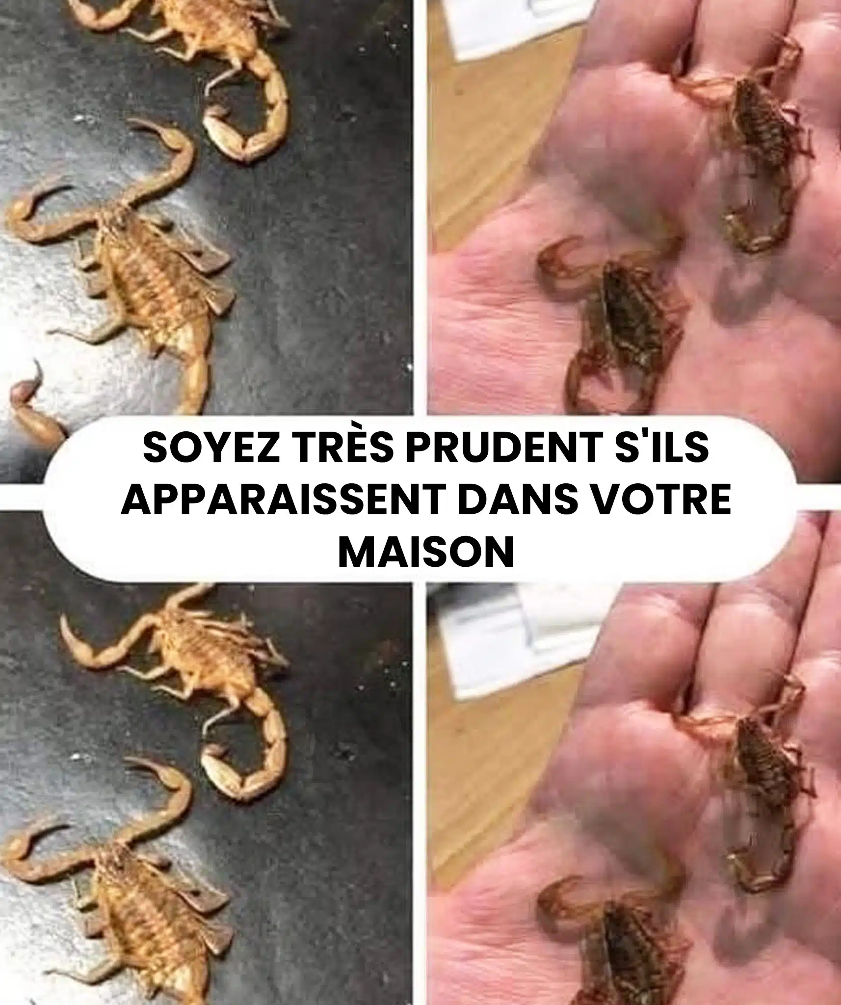 Que signifie la présence de scorpions dans votre maison ? Leur symbolique et leur énergie expliquées