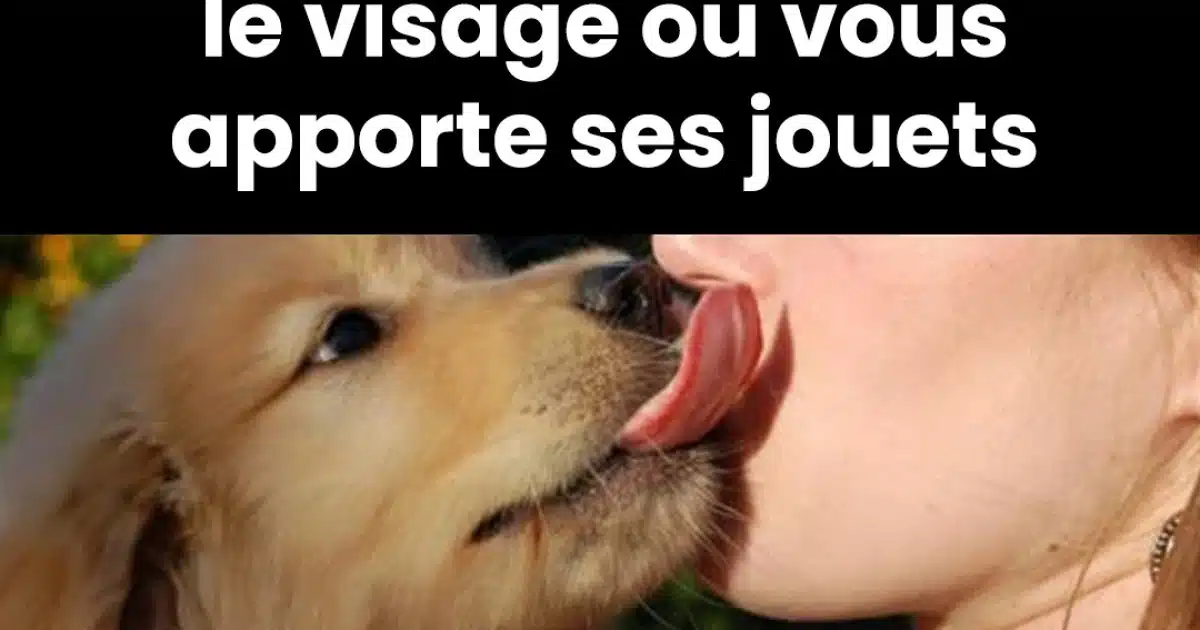 Que signifie le fait que votre chien vous lèche le visage ou vous apporte des jouets ?