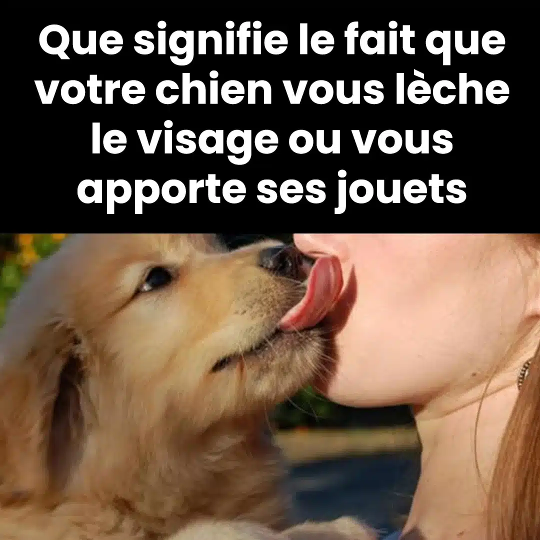 Que signifie le fait que votre chien vous lèche le visage ou vous apporte des jouets ?