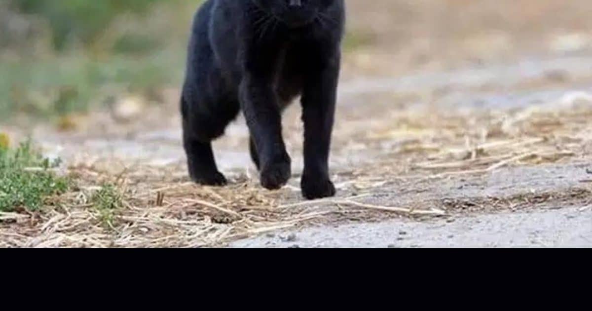 Que signifie rencontrer un chat noir ?