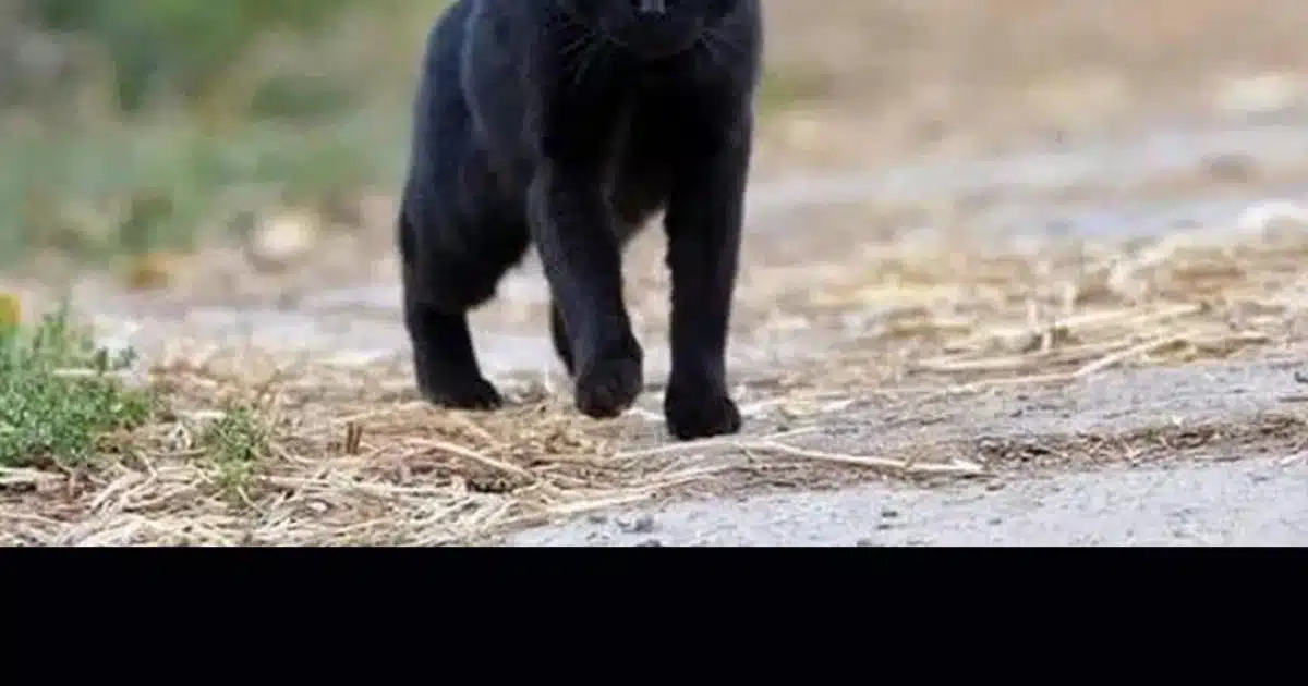 Que signifie rencontrer un chat noir ?