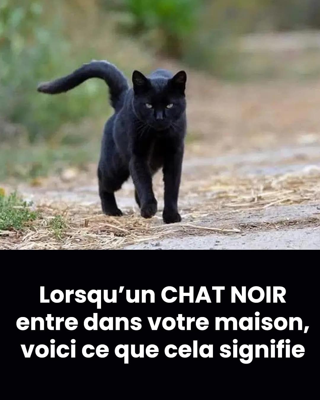 Que signifie rencontrer un chat noir ?
