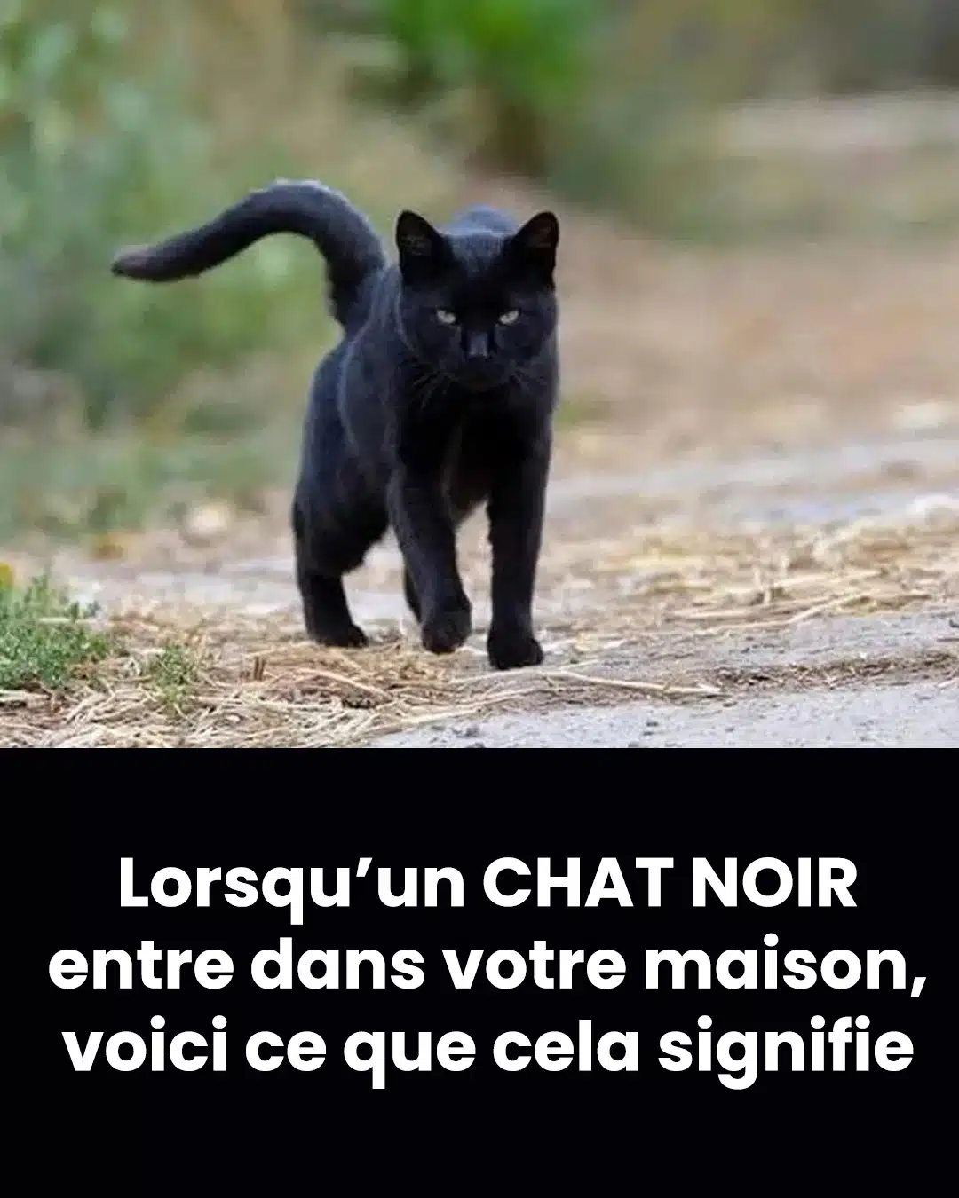 Que signifie rencontrer un chat noir ?