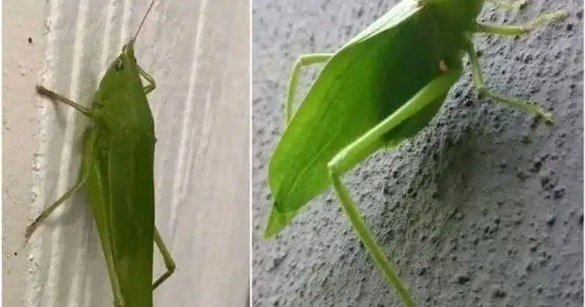 Que signifie voir un insecte vert dans votre maison ?