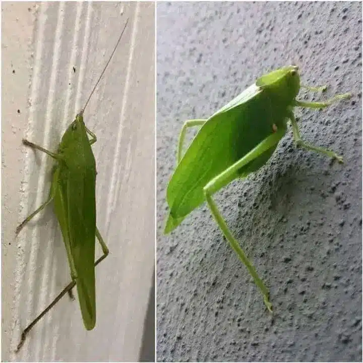 Que signifie voir un insecte vert dans votre maison ?
