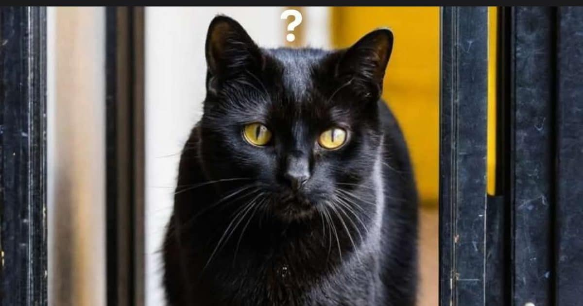 Que symbolise l’entrée d’un chat noir dans votre maison ?