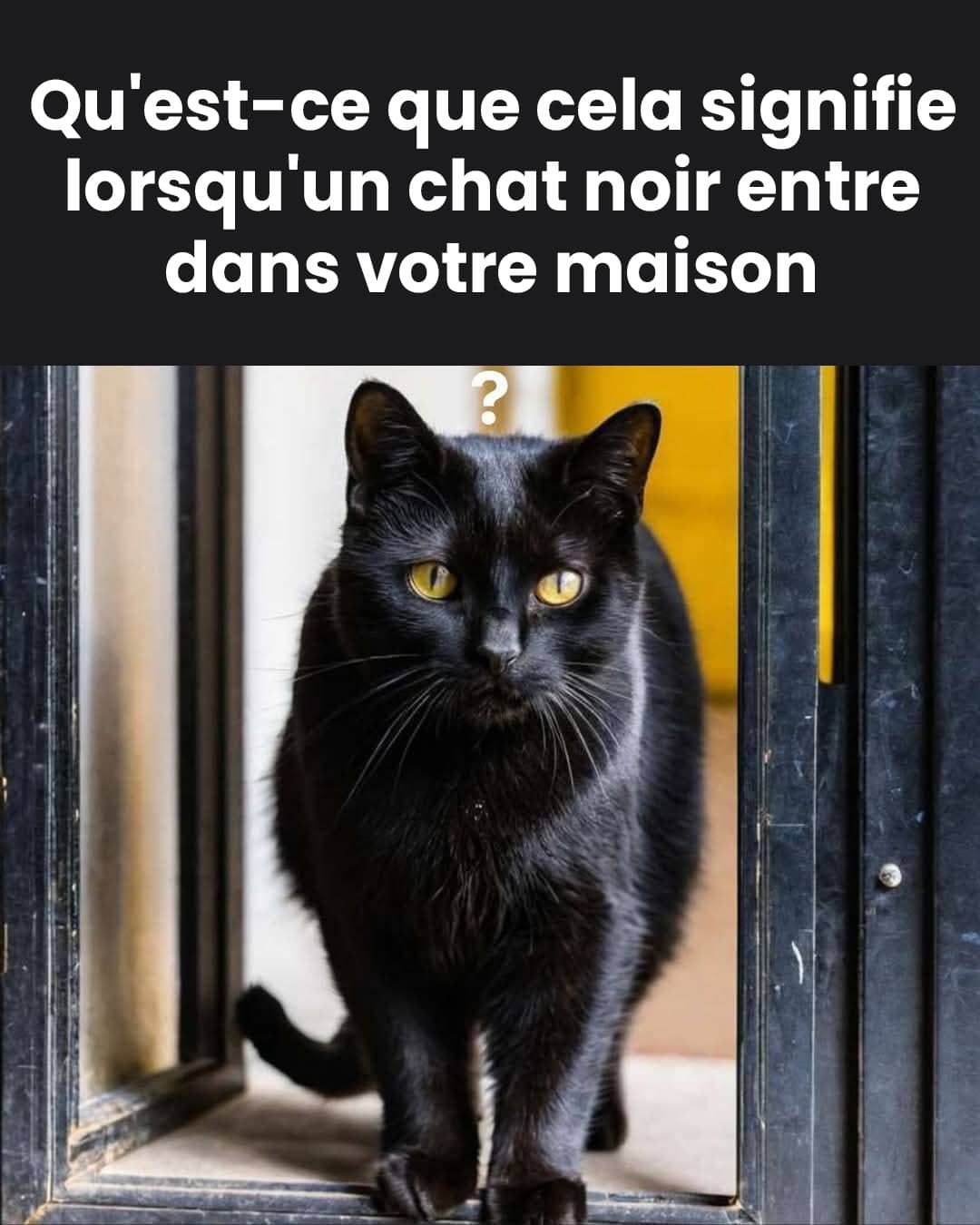 Que symbolise l’entrée d’un chat noir dans votre maison ?