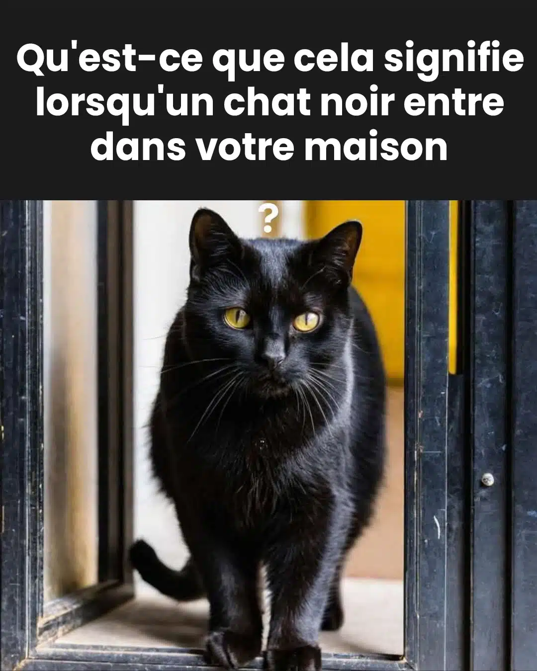 Que symbolise l’entrée d’un chat noir dans votre maison ?