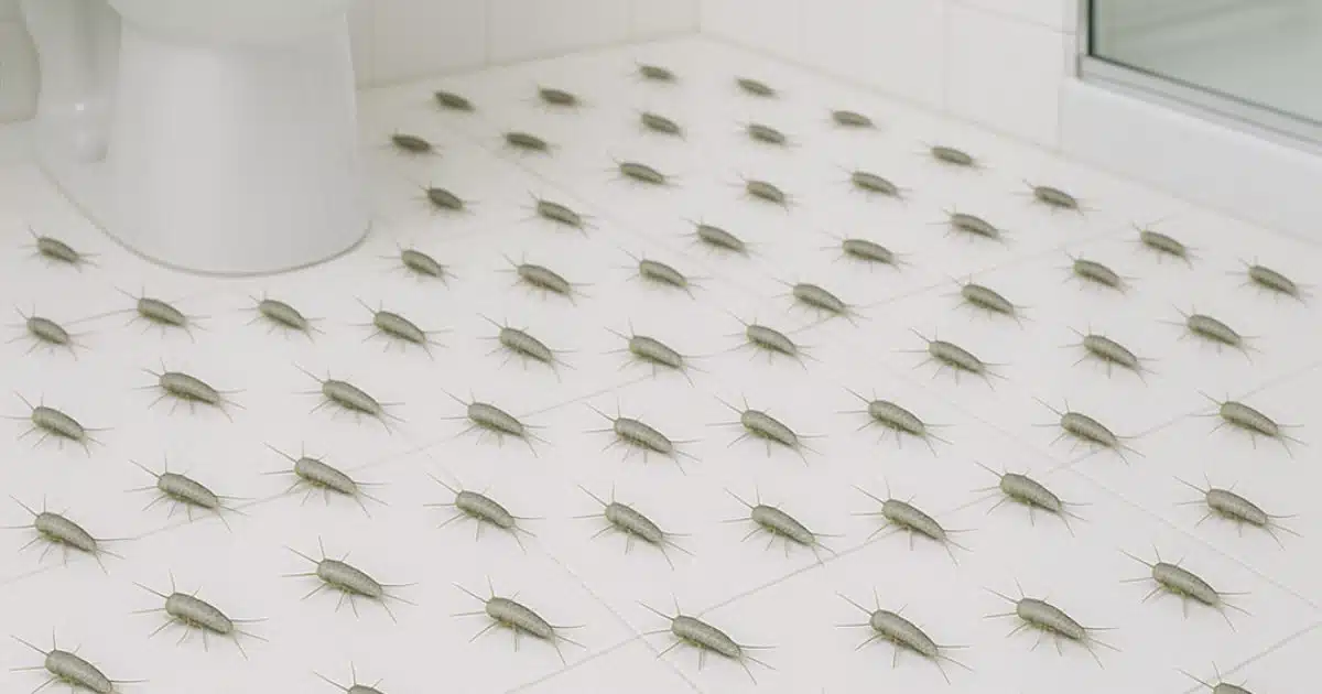 Qu’est-ce que le poisson d’argent et pourquoi est-il important de l’éviter ?