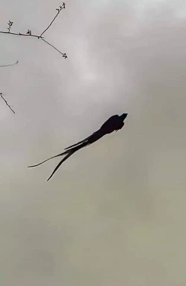 Quetzal resplendissant perché sur une branche