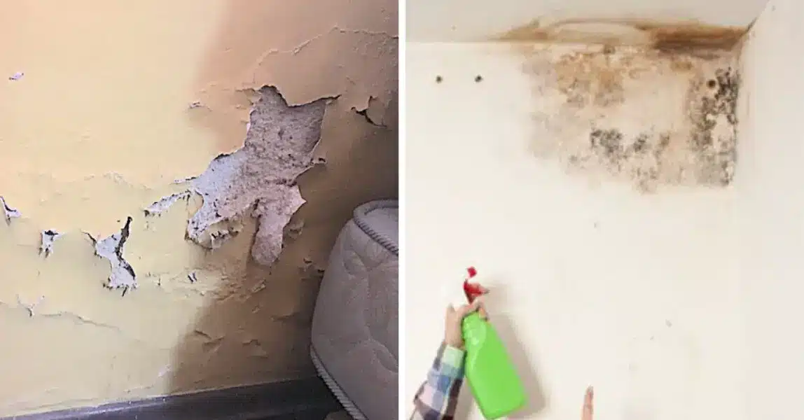 Mur humide traité avec des méthodes naturelles
