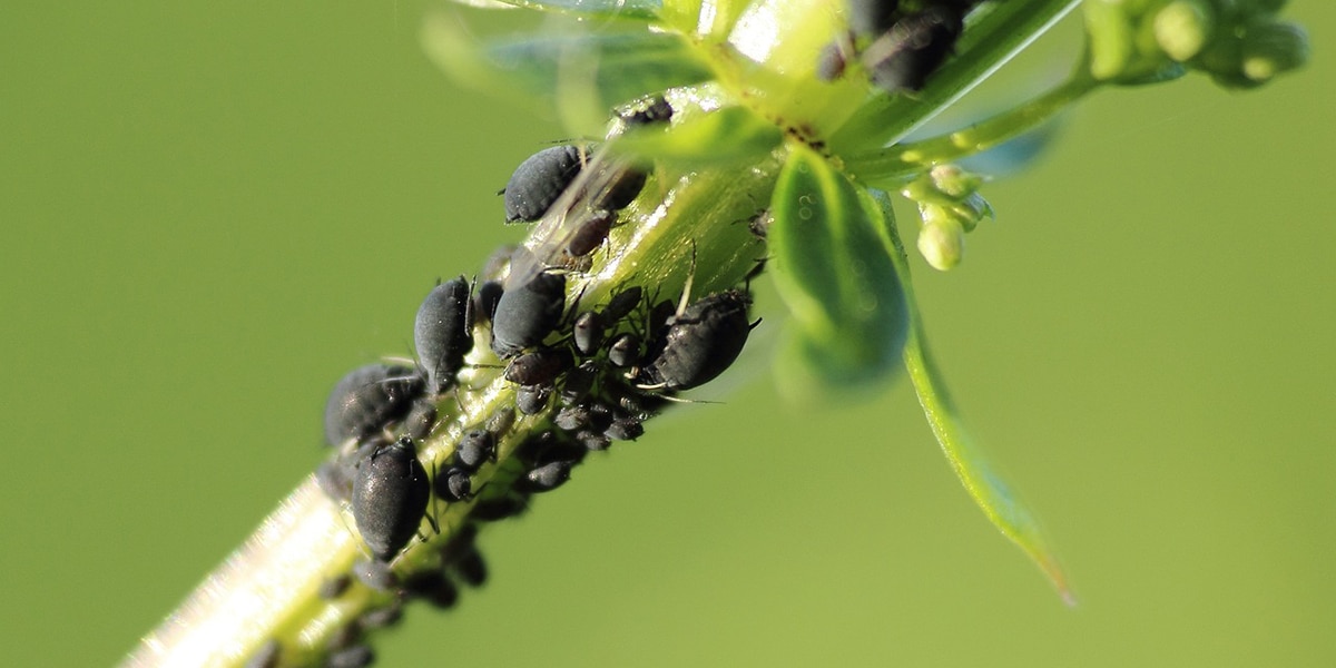 Préparation du traitement anti-pucerons maison