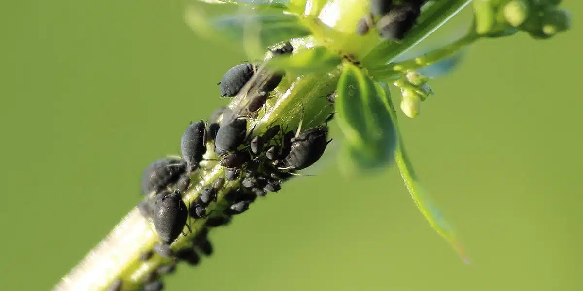 Préparation du traitement anti-pucerons maison