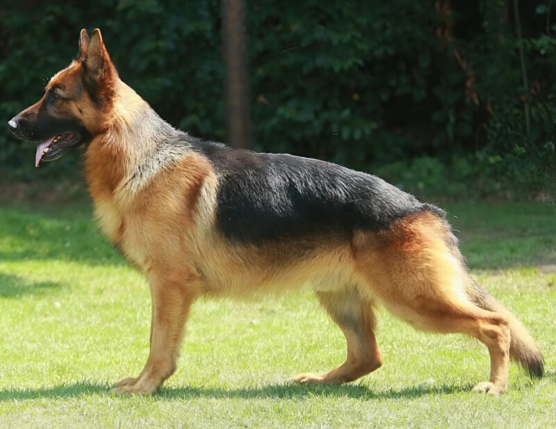 Chien chez le vétérinaire