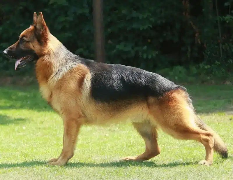 Chien chez le vétérinaire