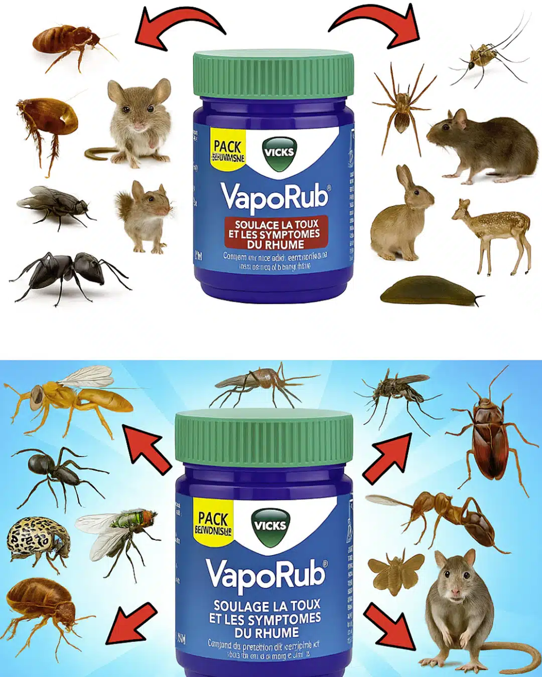Repoussez les nuisibles naturellement avec une pommade mentholée
