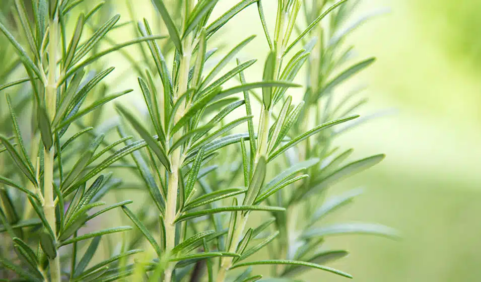 Branche de romarin frais, ingrédient clé de l'infusion