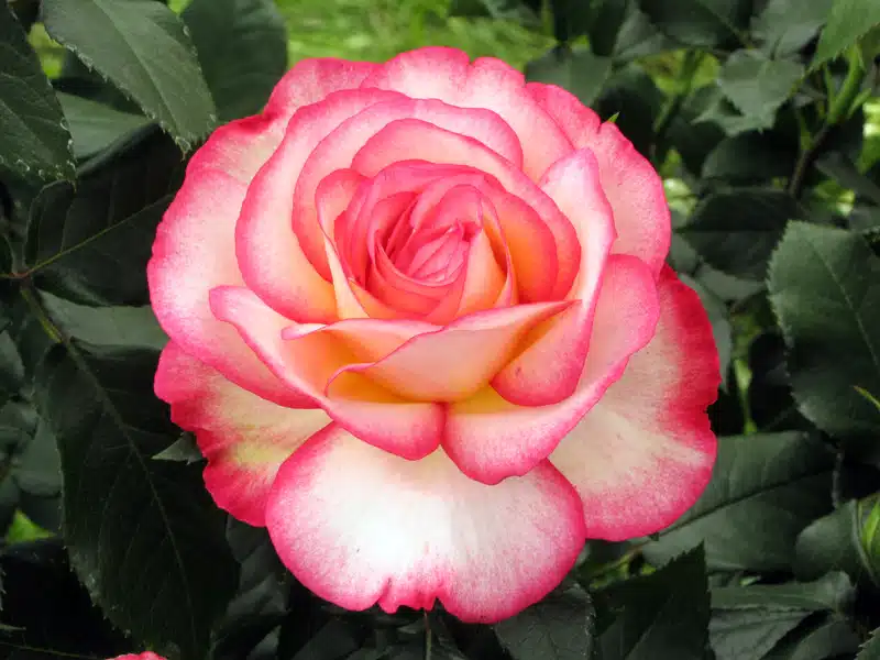 Rose élégante aux multiples pétales