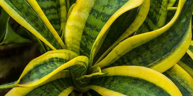Sansevieria dans un pot, placée près d'une fenêtre