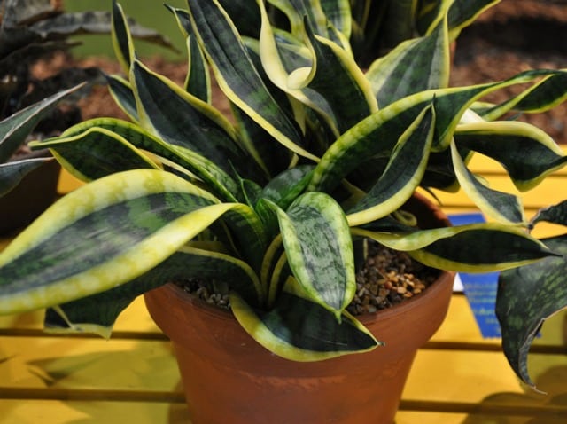 Détail des feuilles vertes et panachées de la Sansevieria trifasciata