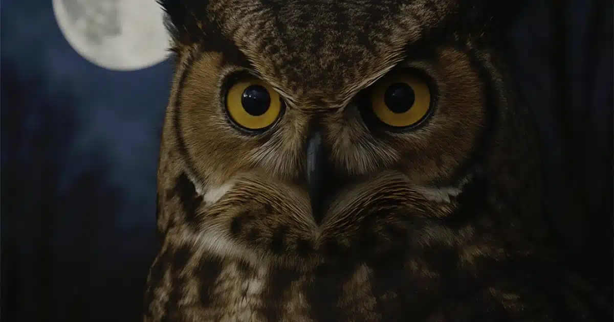 Savez-vous ce que cela signifie de voir un hibou la nuit ?