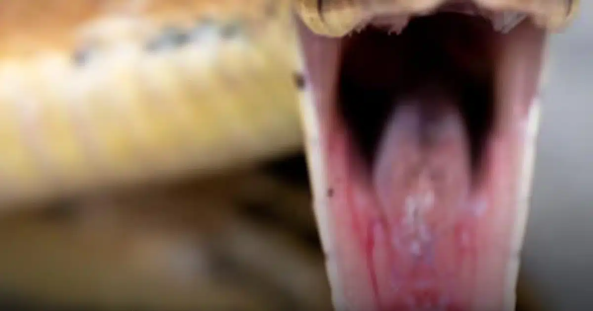 Serpents dans votre intérieur : ce meuble précis qu’ils choisissent pour se dissimuler quand il fait très chaud
