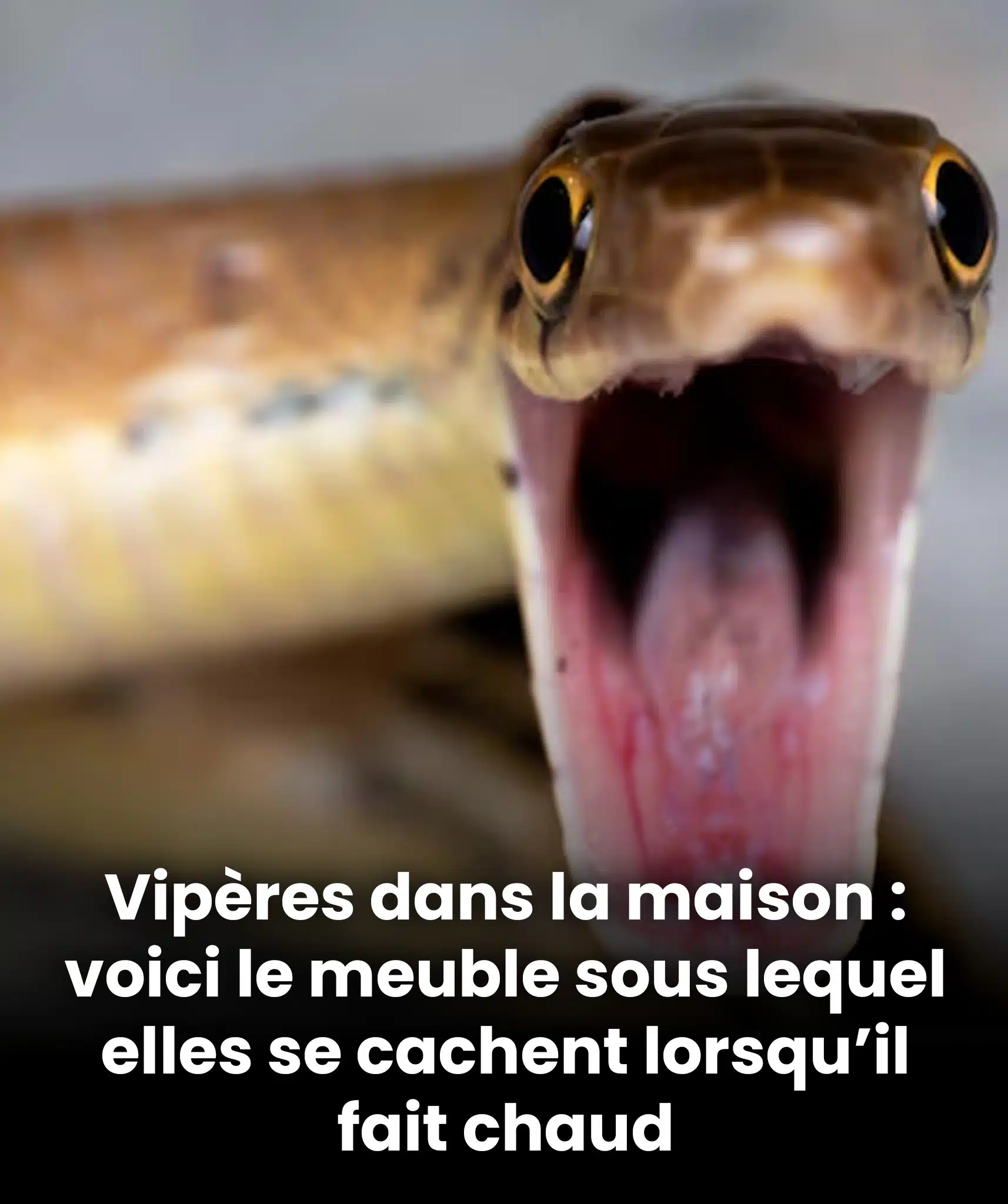 Serpents dans votre intérieur : ce meuble précis qu’ils choisissent pour se dissimuler quand il fait très chaud