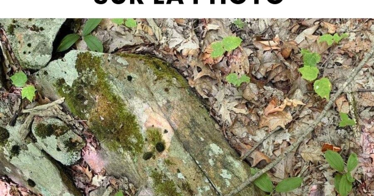 Seuls les personnes aux yeux perçants peuvent détecter le serpent dans la photo.