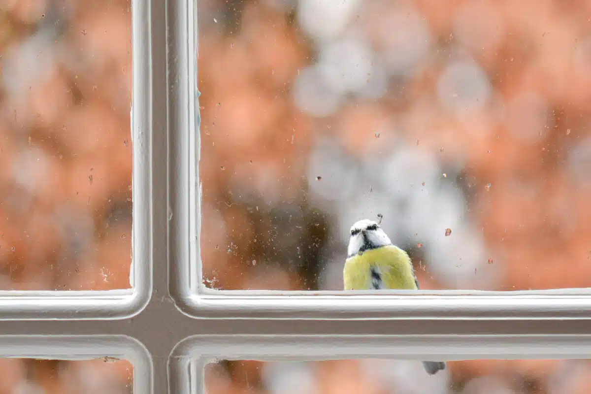 Femme souriante observant un oiseau à travers une fenêtre