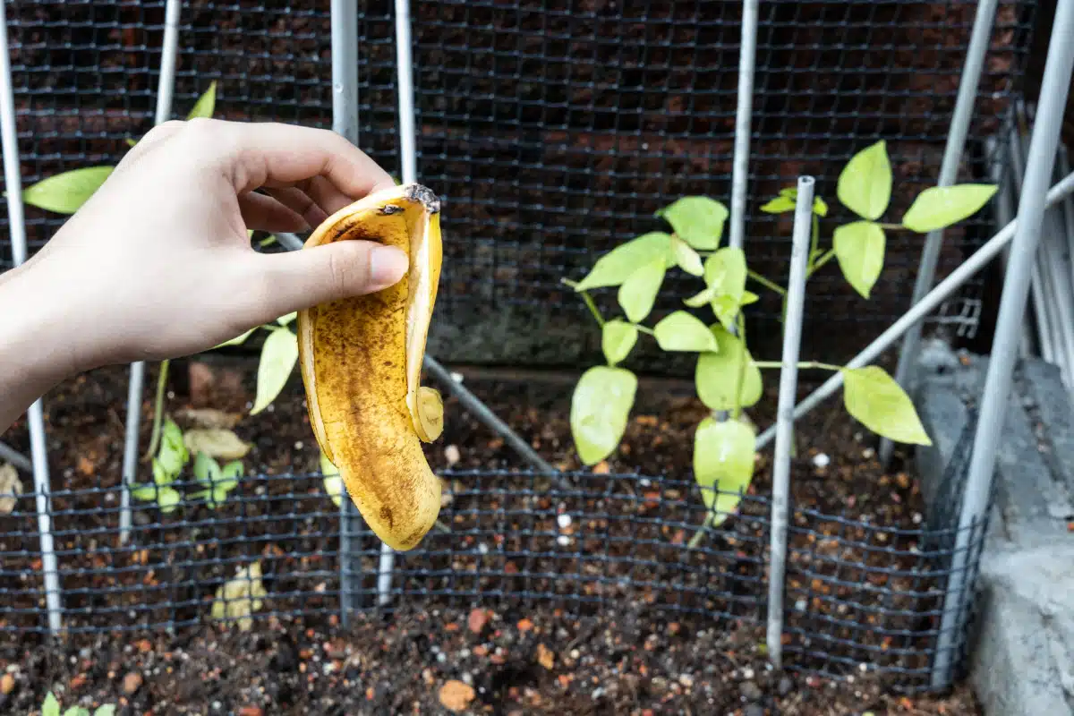 Mains tenant un compost riche et foncé avec des pelures de banane visibles