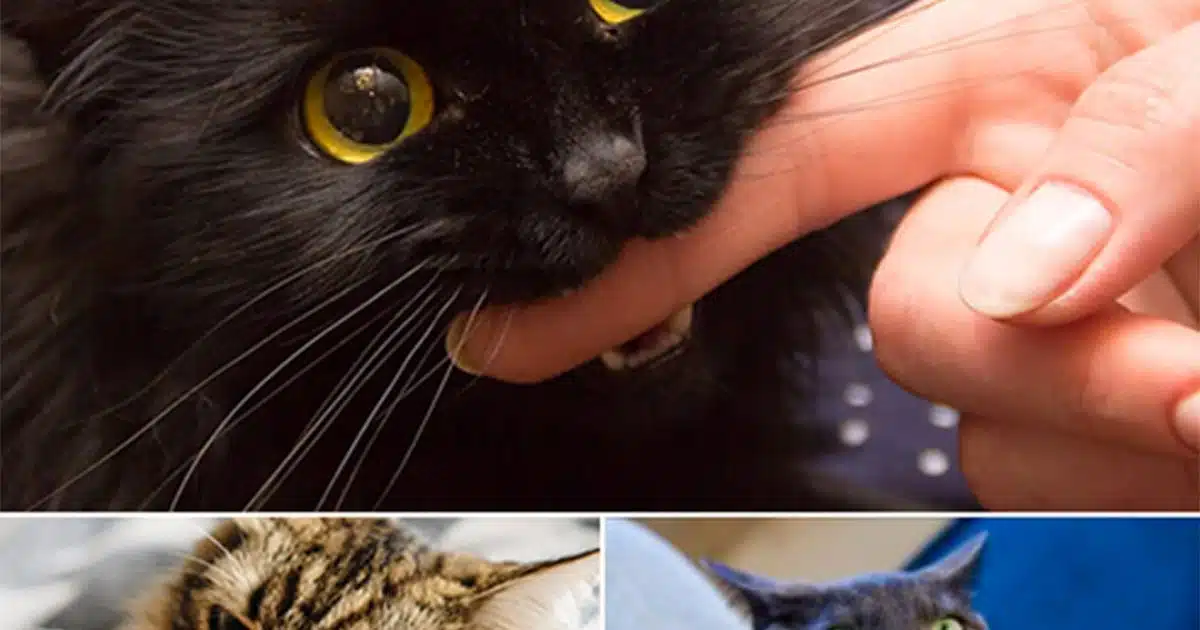 Si le chat vous mordille, voici ce que cela signifie réellement ‏‎