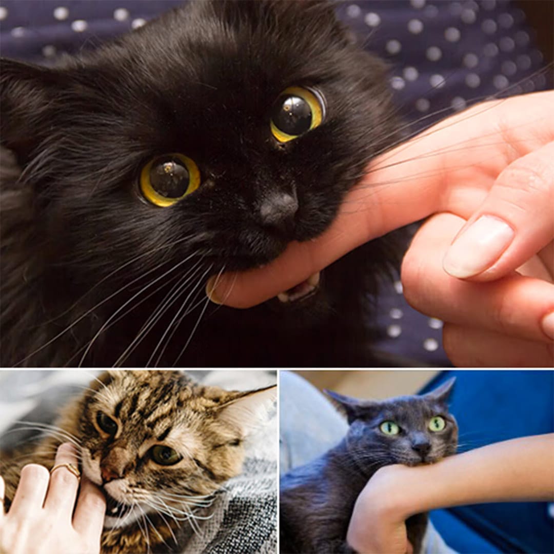 Si le chat vous mordille, voici ce que cela signifie réellement 