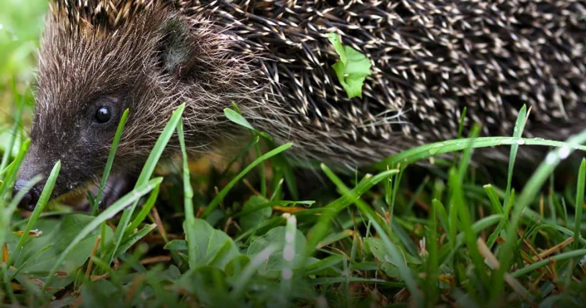 Si un hérisson traverse votre jardin, ce n’est jamais anodin : il est le messager d’un changement important