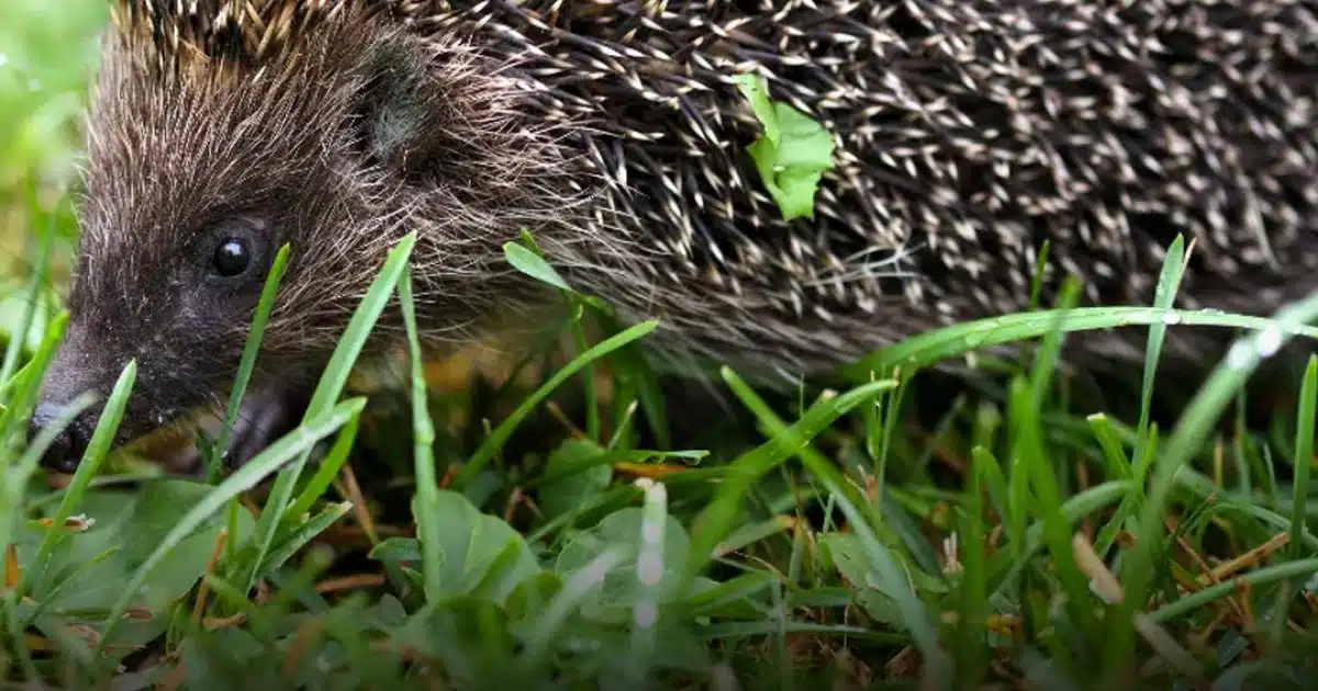 Si un hérisson traverse votre jardin, ce n’est jamais anodin : il est le messager d’un changement important