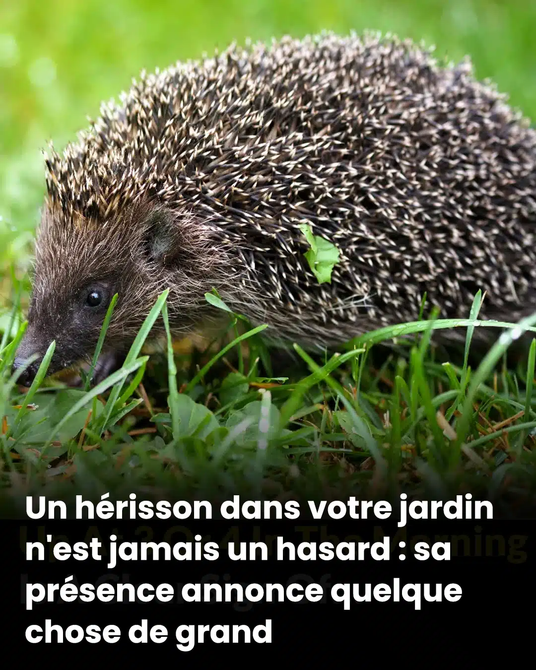 Si un hérisson traverse votre jardin, ce n’est jamais anodin : il est le messager d’un changement important