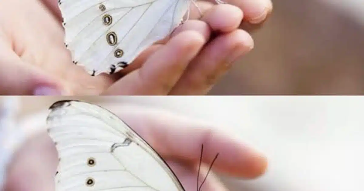Si vous apercevez un papillon blanc, en voici la signification