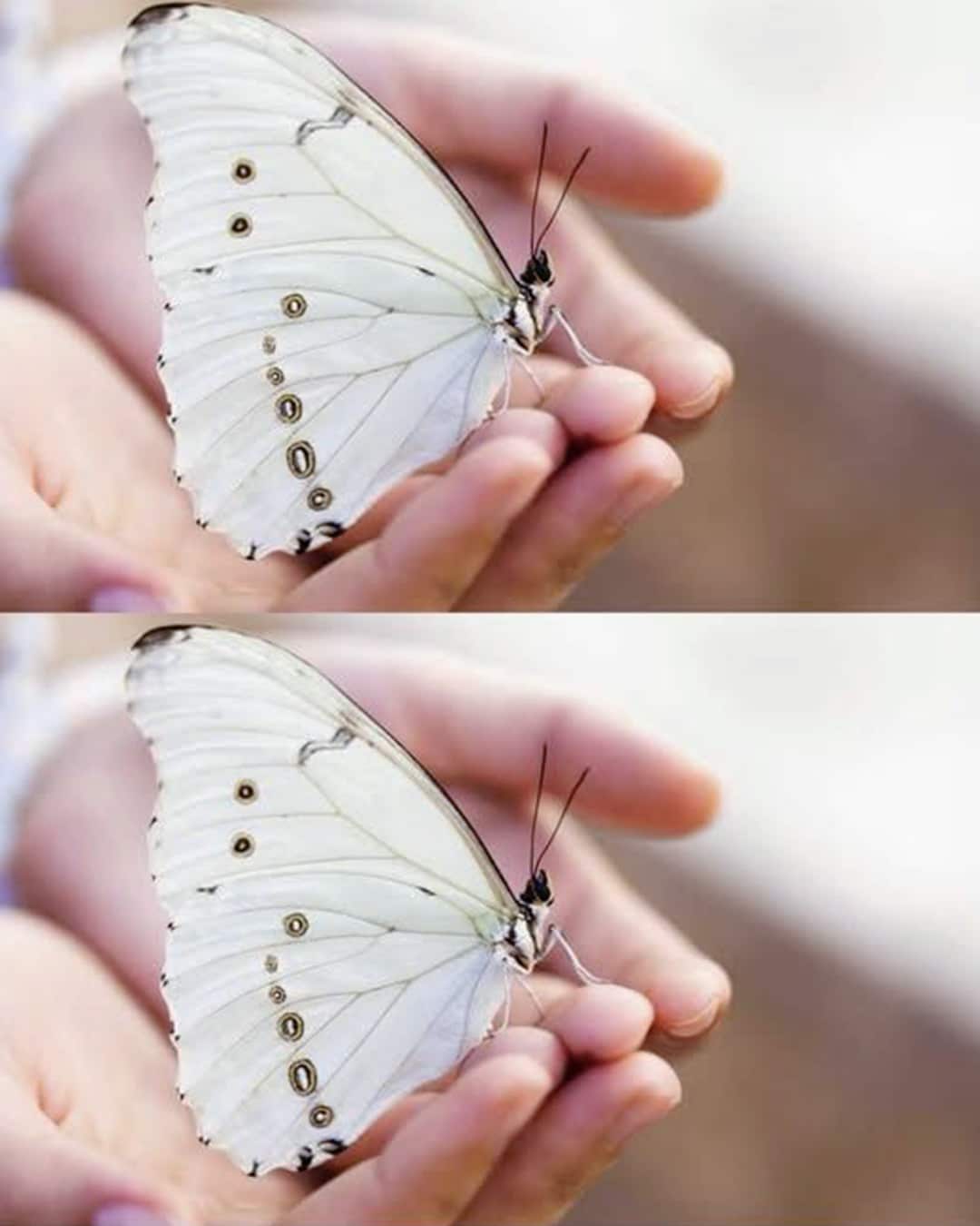Si vous apercevez un papillon blanc, en voici la signification