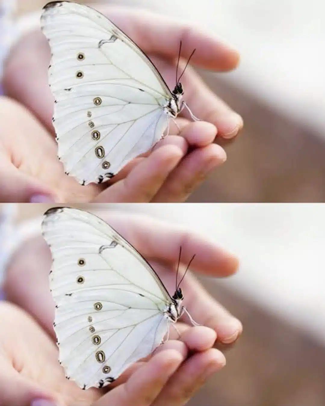 Si vous apercevez un papillon blanc, en voici la signification