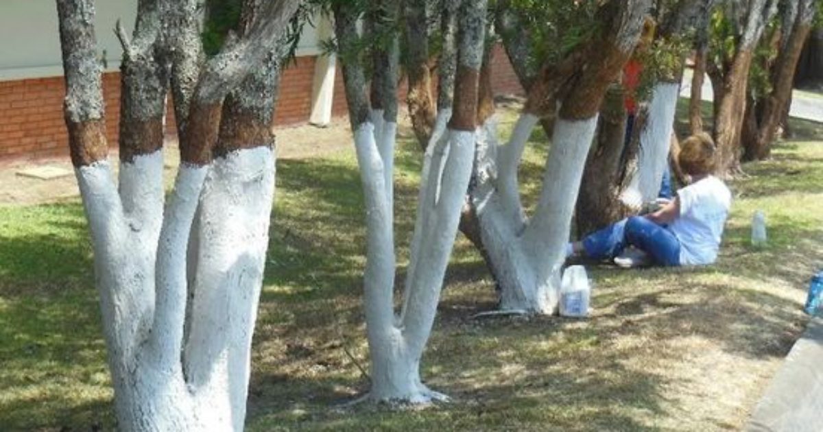 Si vous repérez un arbre peint en blanc, voici ce que cela signifie