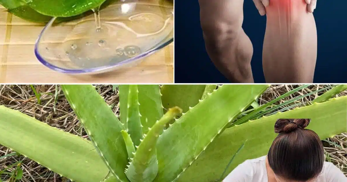 Si vous souffrez de l’un de ces 16 problèmes de santé, l’Aloe Vera pourrait être la solution naturelle qu’il vous faut
