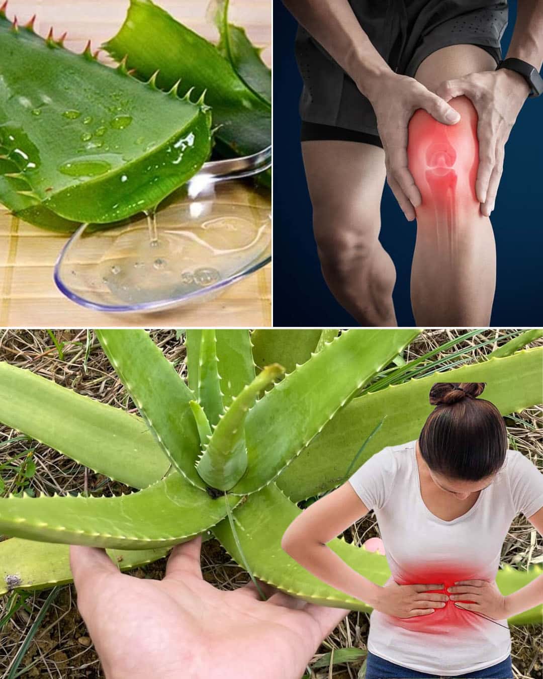 Si vous souffrez de l’un de ces 16 problèmes de santé, l’Aloe Vera pourrait être la solution naturelle qu’il vous faut
