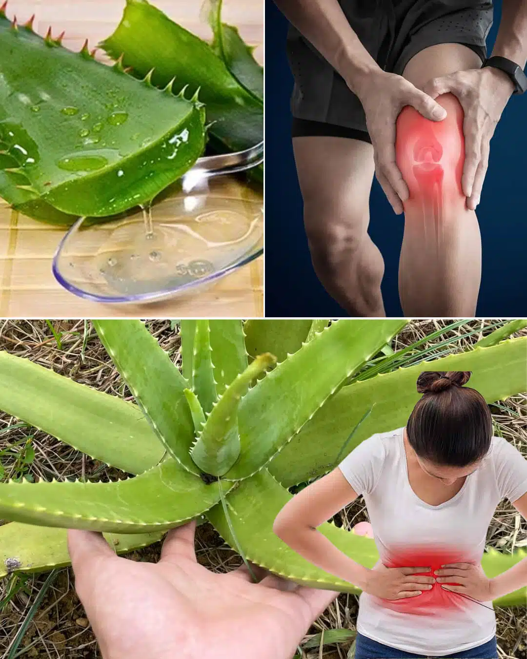Si vous souffrez de l’un de ces 16 problèmes de santé, l’Aloe Vera pourrait être la solution naturelle qu’il vous faut