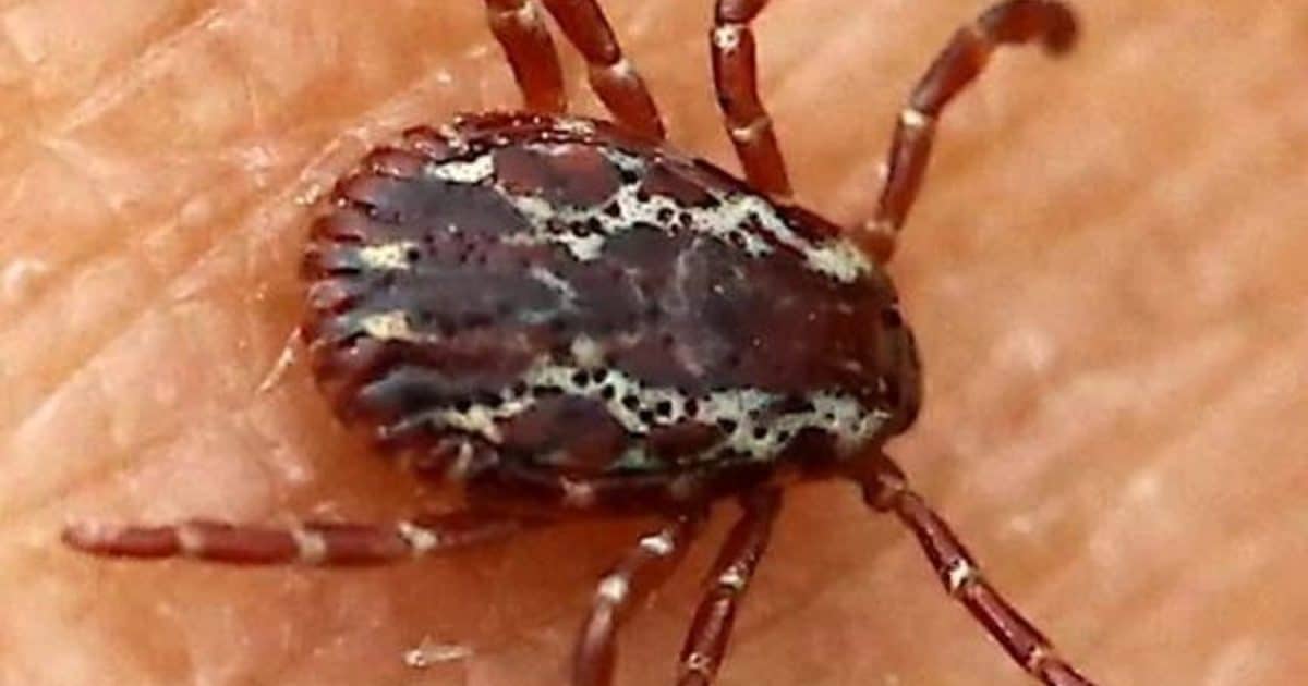 Si vous trouvez ceci dans votre maison, voici ce que vous devez savoir