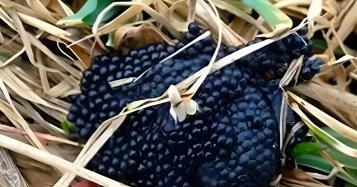 Si vous trouvez des œufs de tiques dans votre jardin, il est impératif de les éliminer