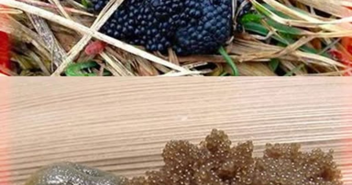 Si vous voyez ces œufs dans votre jardin, brûlez-les immédiatement