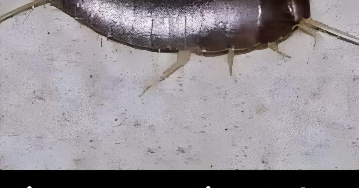 Si vous voyez cet insecte à la maison en voici la signification